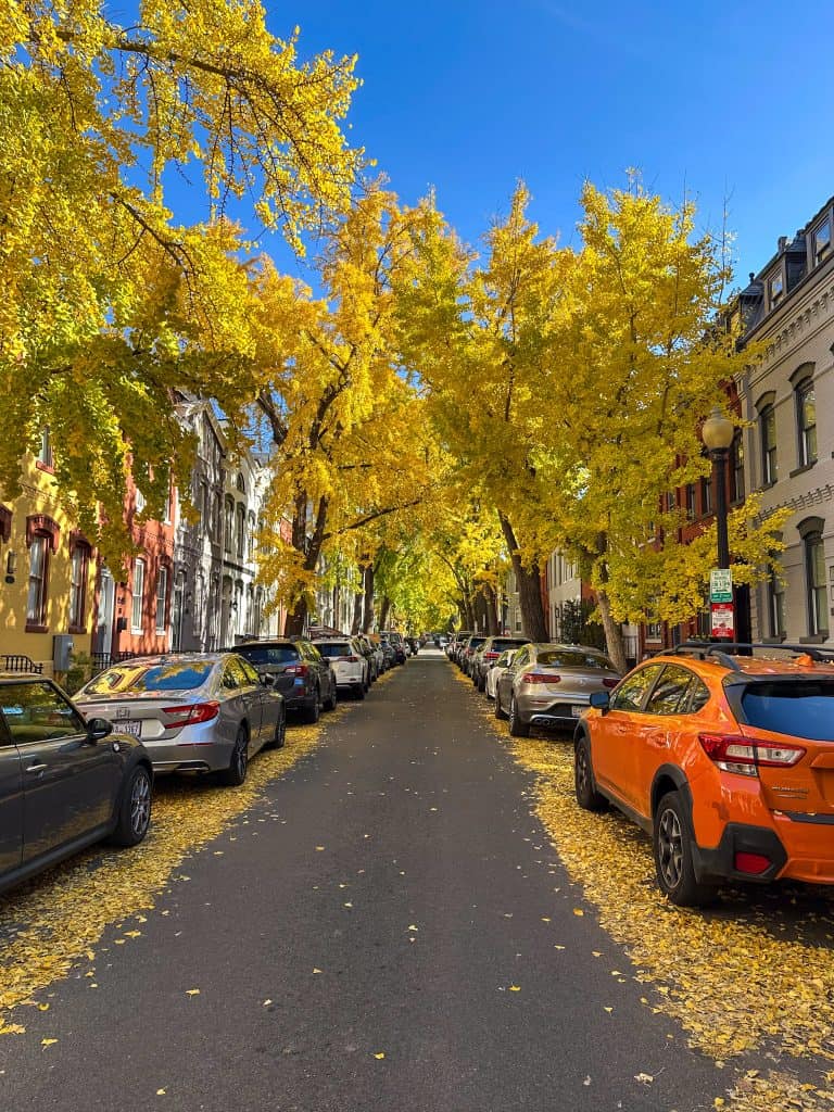 A straight city street flanked by rows of colorful townhouses and cars parked under a canopy of golden ginkgo trees. Yellow leaves carpet the road edges and sidewalks, while a clear blue sky brightens the scene overhead.