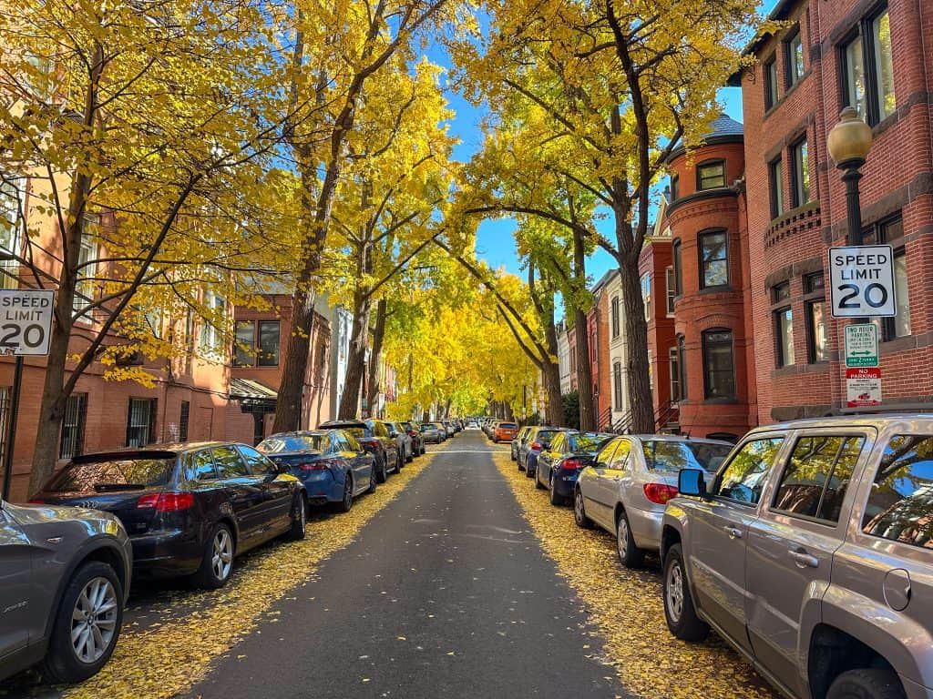 A quiet residential street lined with brick row houses and parallel-parked cars, framed by ginkgo trees with bright yellow leaves. Fallen leaves blanket the edges of the road, and two speed limit 20 signs are visible on either side of the street.