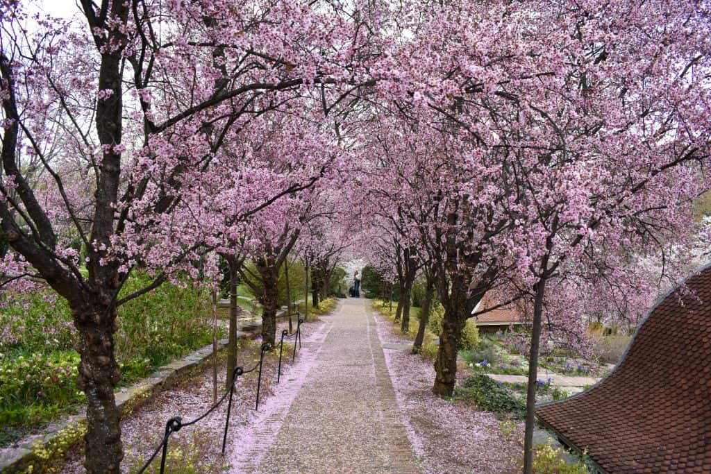 A serene garden path at Dumbarton Oaks in Washington DC lined with cherry blossom trees in full bloom, their pink petals creating a floral canopy and carpeting the stone walkway with fallen petals.