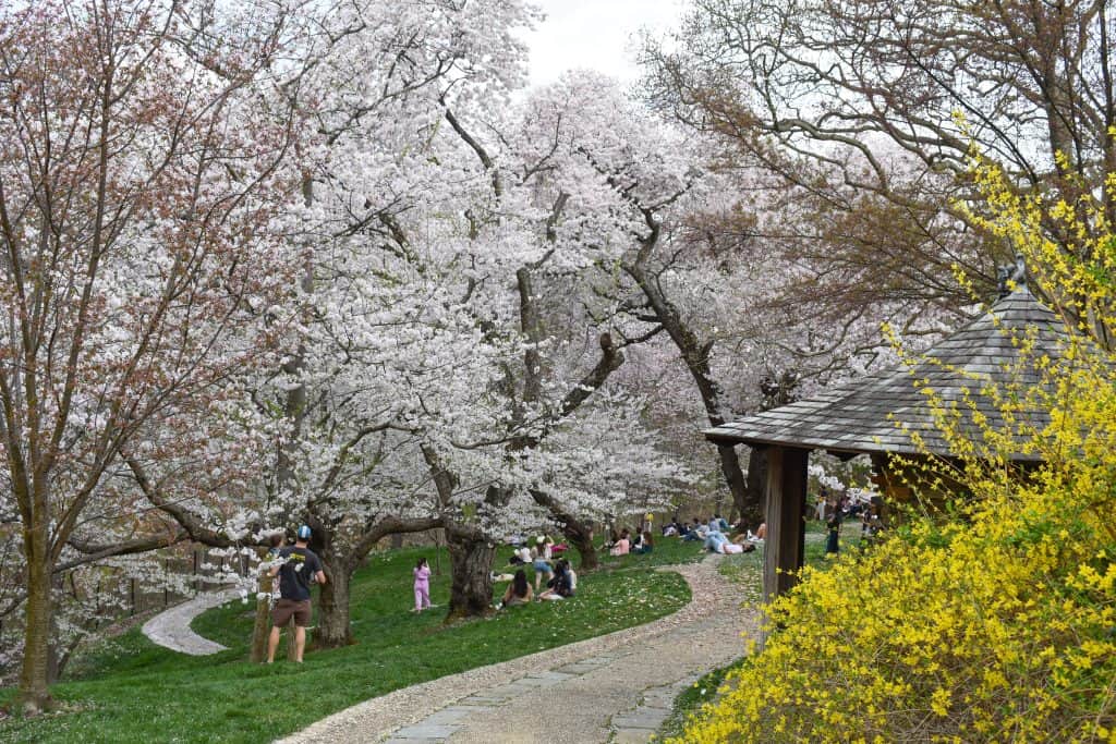 People relax on the grass beneath blooming white cherry blossom trees at Dumbarton Oaks in Washington DC, with a winding stone path, a rustic wooden gazebo, and bright yellow forsythia flowers adding charm to the spring scene.