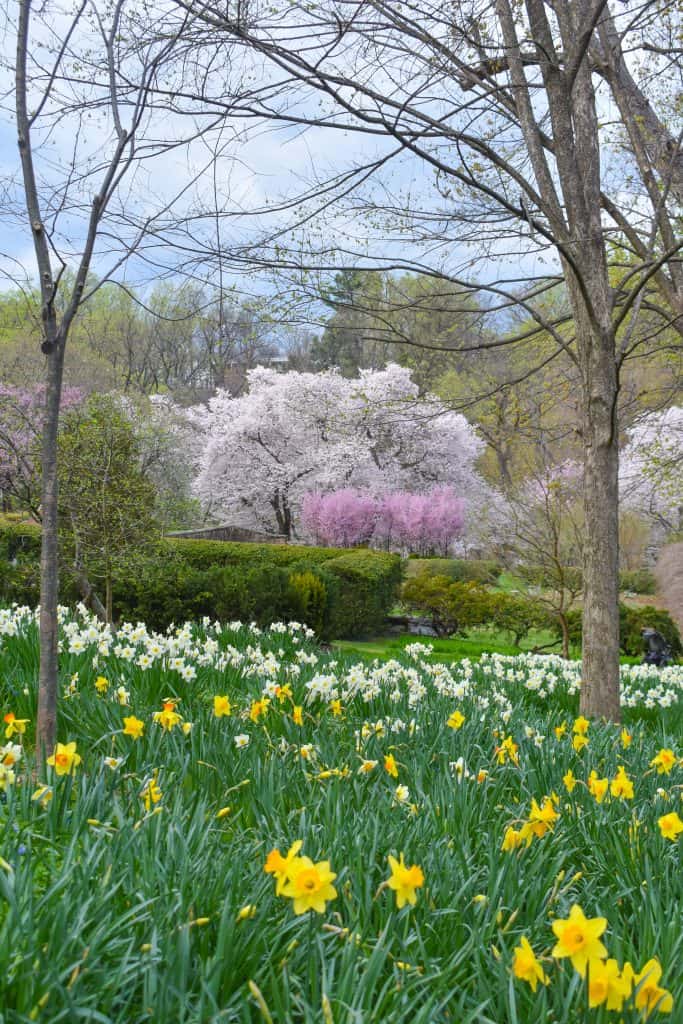 A vibrant spring meadow filled with blooming yellow and white daffodils, framed by lush greenery and colorful cherry blossom trees with soft pink and white blossoms in the background.