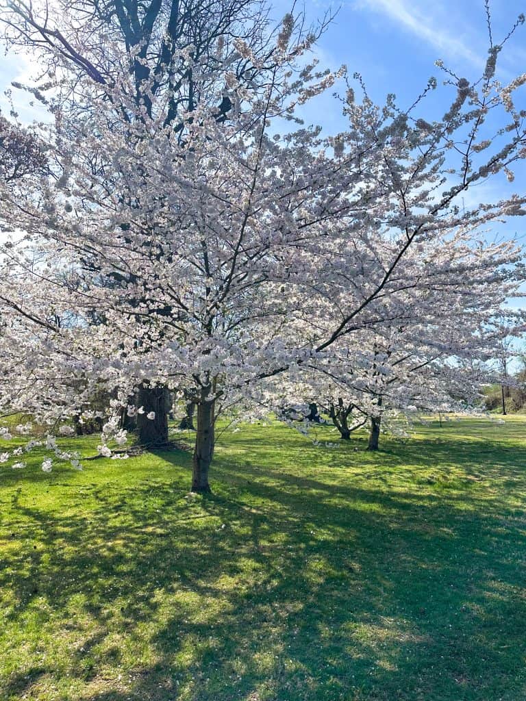 A close-up view of a fully bloomed cherry blossom tree with dense white-pink flowers, casting intricate shadows on the sunlit grass beneath a clear blue sky.