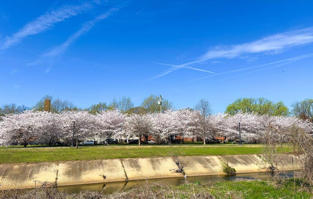 A long line of cherry blossom trees in full bloom along a cement-lined creek, with a perfectly blue sky overhead and cars partially visible behind the flowering trees.