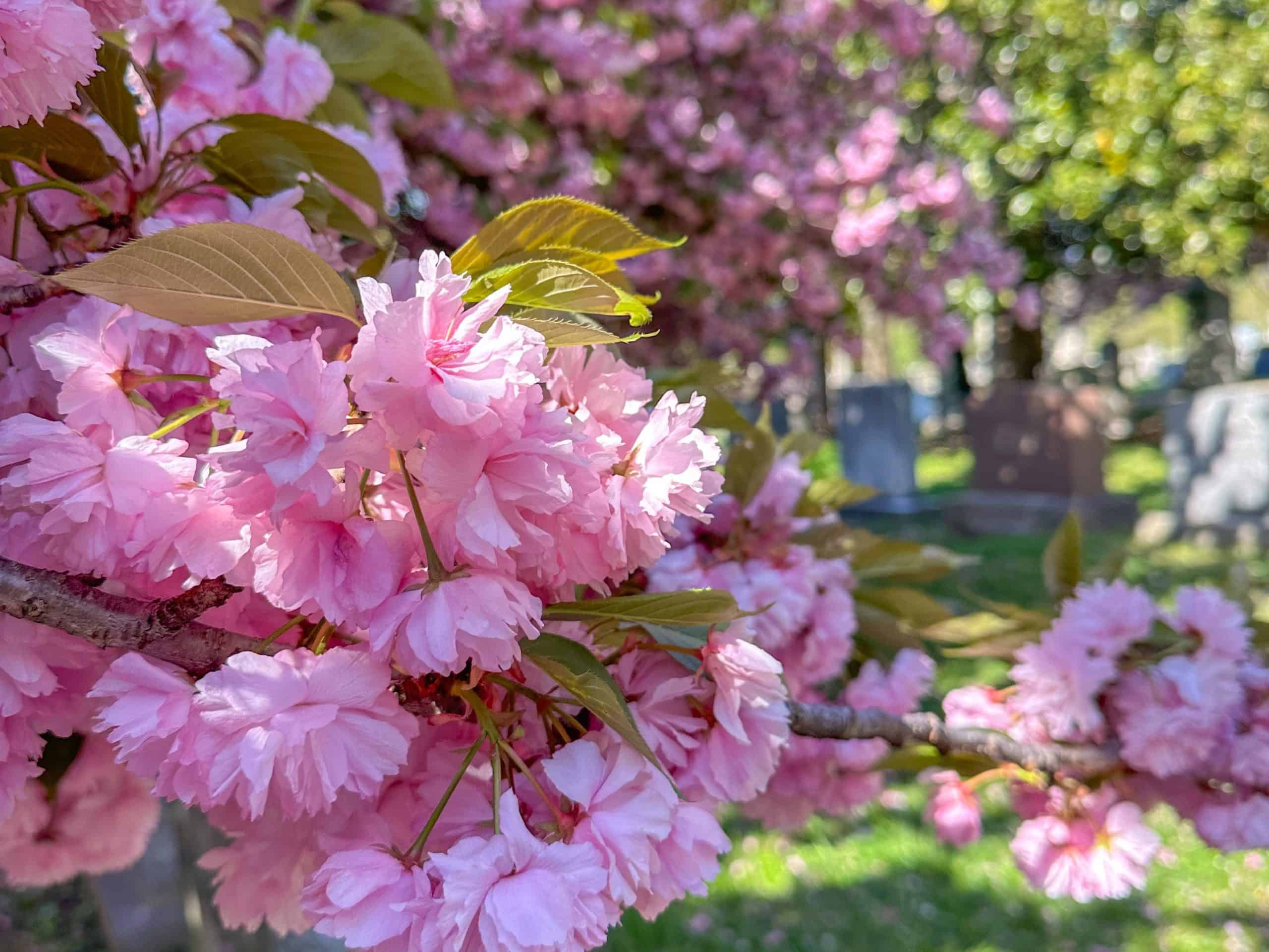 Close-up of vibrant pink Kwanzan cherry blossom clusters in full bloom, with soft petals and fresh green leaves, set against a blurred background of more cherry trees and stone markers in a sunlit cemetery.