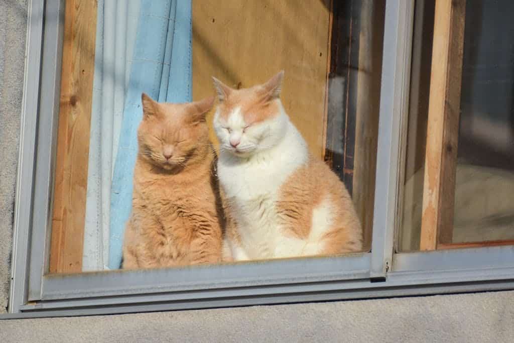 Two sleepy cats basking in sunlight by the window in a peaceful Japanese home.
